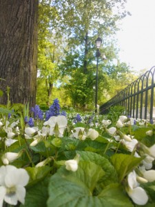 Бернардинский сад, Вильнюс: адрес, фото